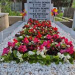 Begonya Bitkimiz